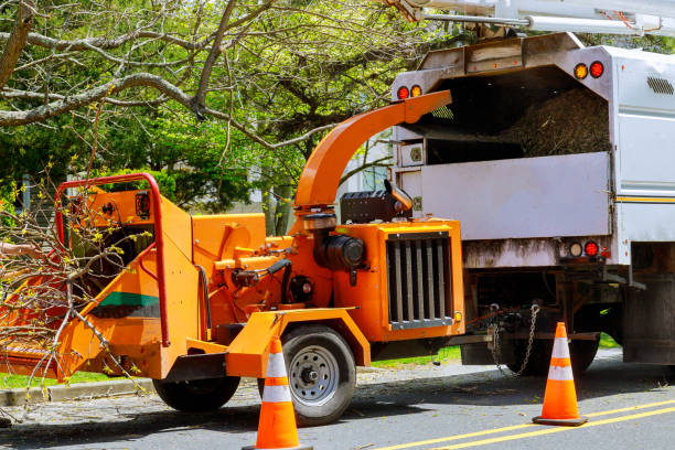 Best Tree Mulching Services  in Holtville, CA